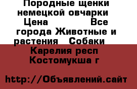 Породные щенки немецкой овчарки › Цена ­ 24 000 - Все города Животные и растения » Собаки   . Карелия респ.,Костомукша г.